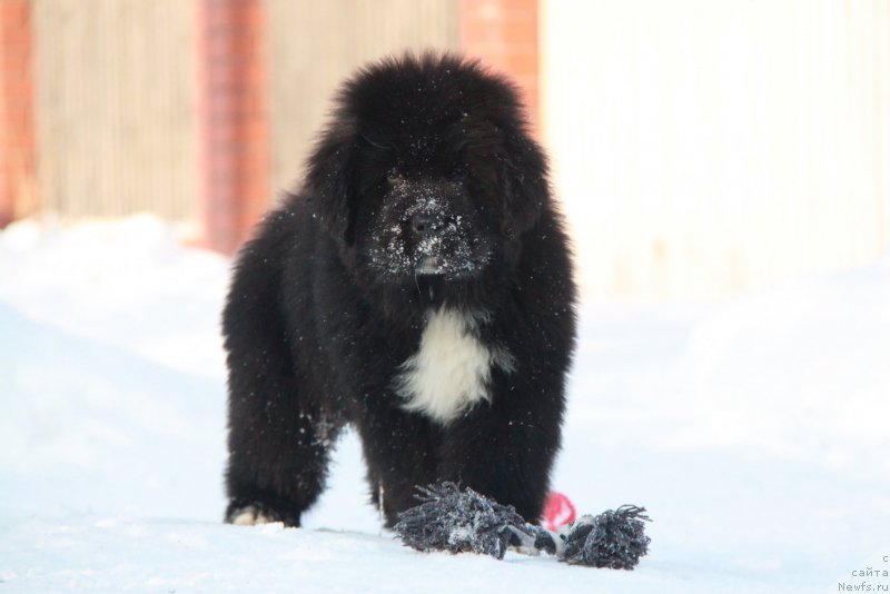 Фото: Форестер