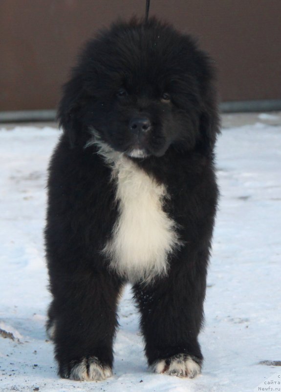 Фото: Форестер