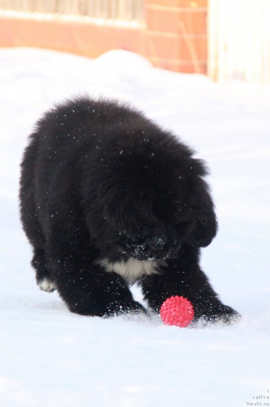 Фото: Форестер