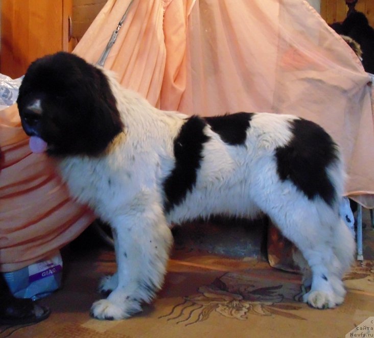 Фото: ньюфаундленд Варвара Краса от Карельских Медведей