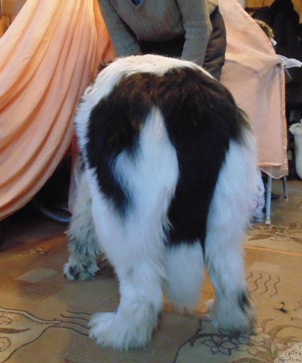 Фото: ньюфаундленд Варвара Краса от Карельских Медведей