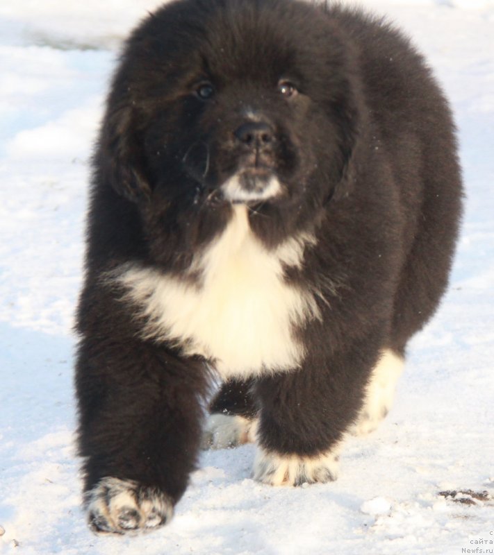 Фото: Феличита