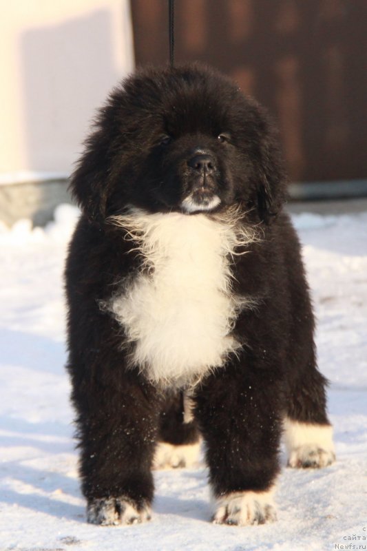 Фото: Феличита