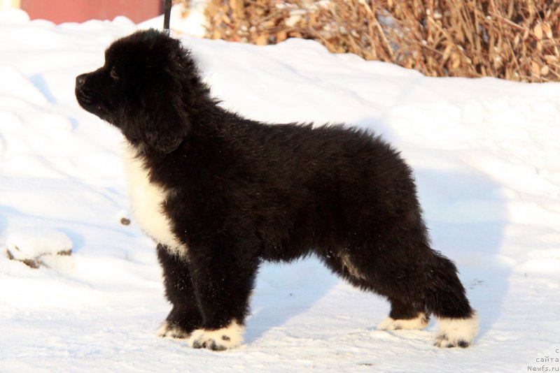 Фото: Феличита