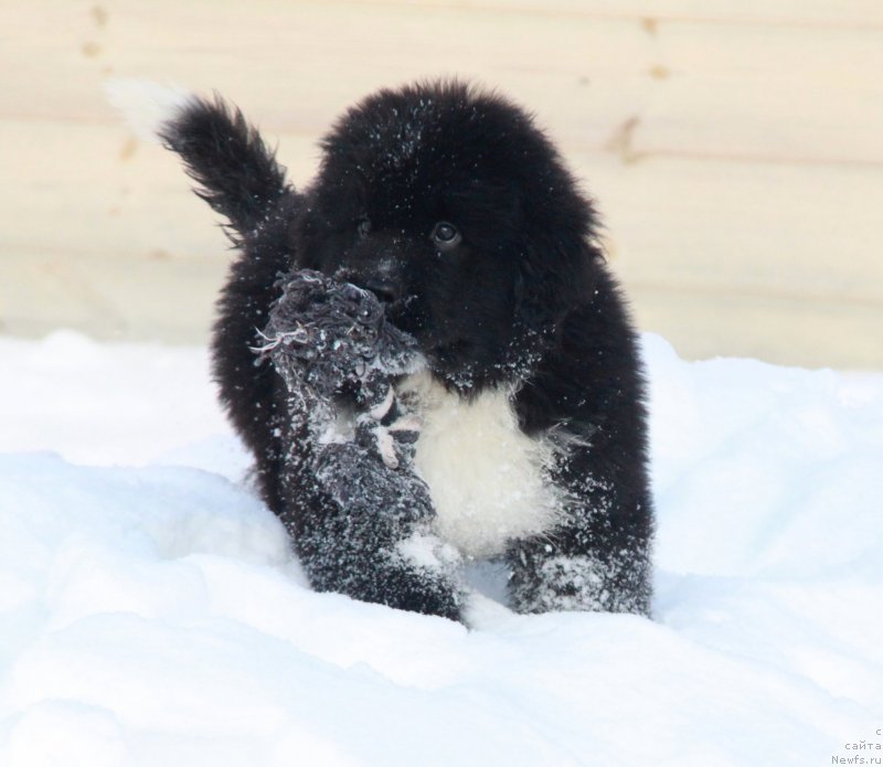 Фото: Феличита