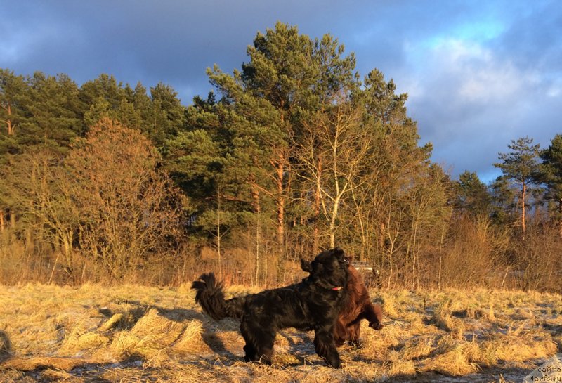 Фотография № 232931