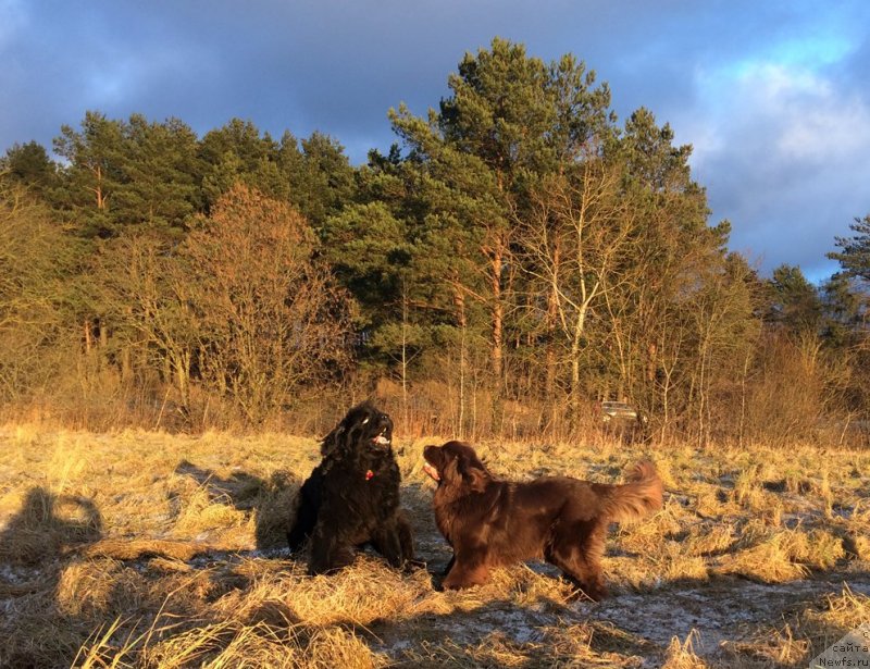 Фотография № 232932