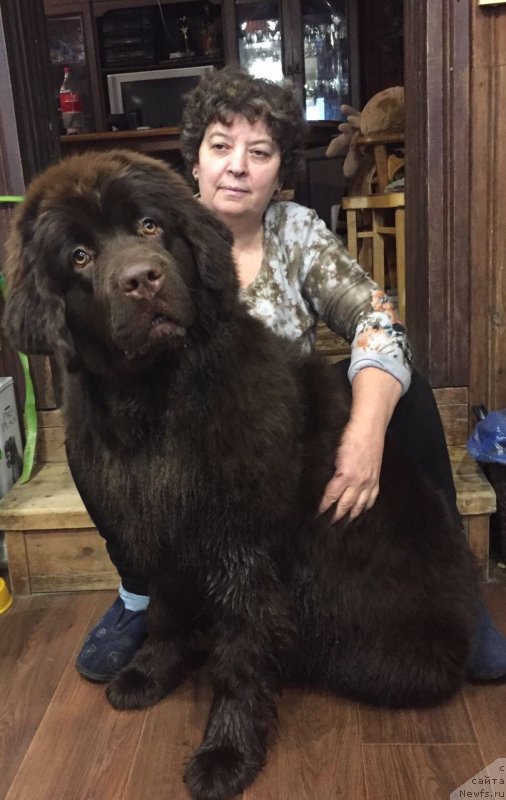 Фото: ньюфаундленд Браунблад МСК Дарли Ринна (Brownblood MSK Darley Rinna)