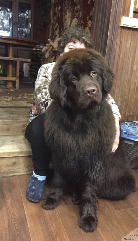 Фото: ньюфаундленд Браунблад МСК Дарли Ринна (Brownblood MSK Darley Rinna)