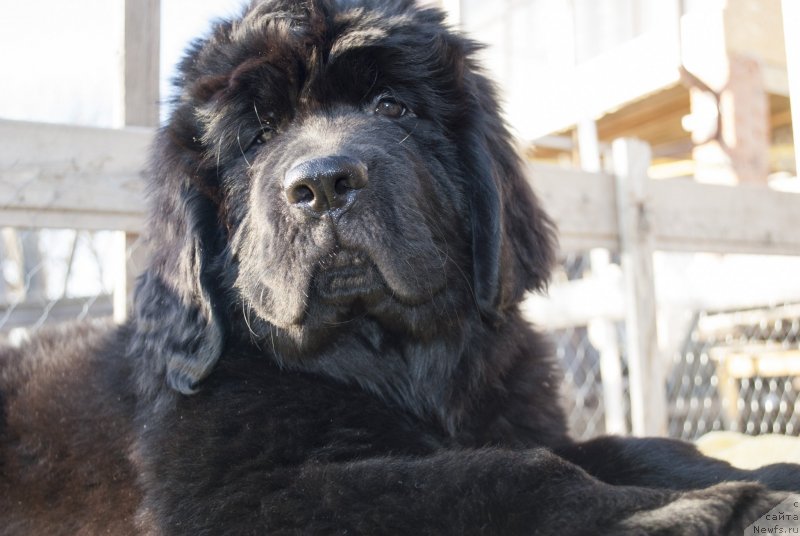 Фото: ньюфаундленд Черный Балу Морисабель