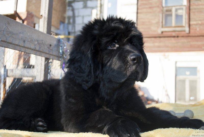 Фото: ньюфаундленд Черный Балу Морисабель