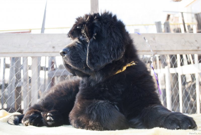 Фото: ньюфаундленд Черный Балу Морисабель
