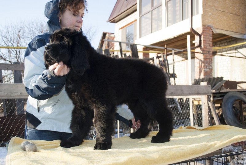 Фото: ньюфаундленд Черный Балу Морисабель