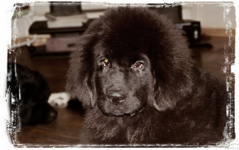 Фотография № 232944