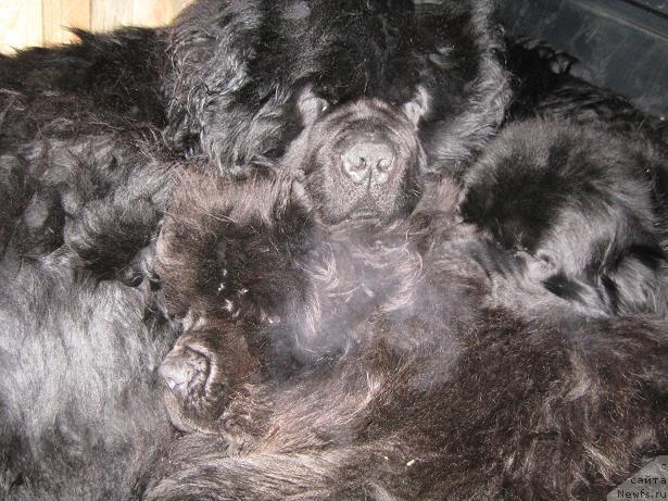 Фото: ньюфаундленд Царевич Славный из Медвежьего Яра (Tsarevich Slavny iz Medvejyego Yara), ньюфаундленд Захар из Медвежьего Яра, ньюфаундленд Южный Шарм из Медвежьего Яра (Yuzhny Sharm iz Medvejyego Yara)