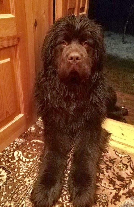 Фото: ньюфаундленд Браунблад МСК Двайт Гарнет