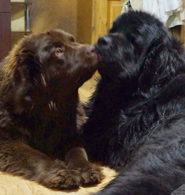 Фото: ньюфаундленд Браунблад МСК Дэлиция Шари (Brownblood MSK Delicia Shari), ньюфаундленд Акватория Келвин Лаура Биаджотти (Aquatoriya Kelvin Laura Biagiotti)