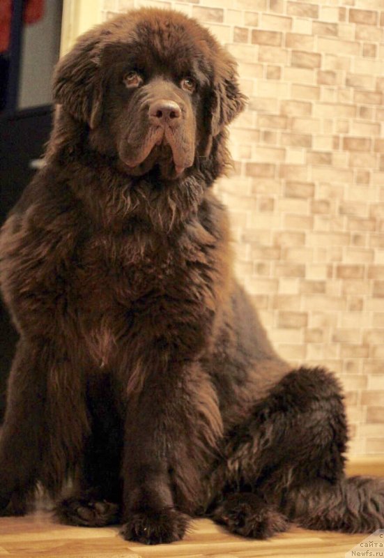 Фото: ньюфаундленд Браунблад МСК Даймонд Макс