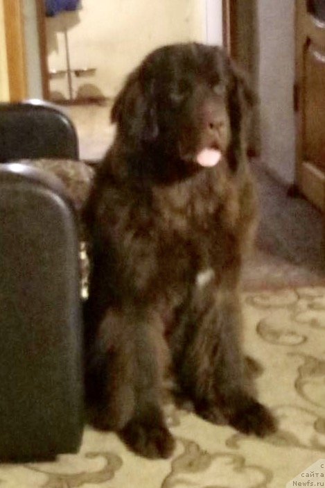 Фото: ньюфаундленд Браунблад МСК Дрими Эйн (Brownblood MSK Drimi Ein)