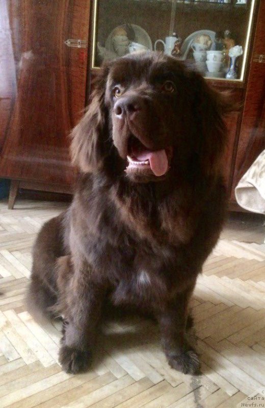 Фото: ньюфаундленд Браунблад МСК Джейн Венди