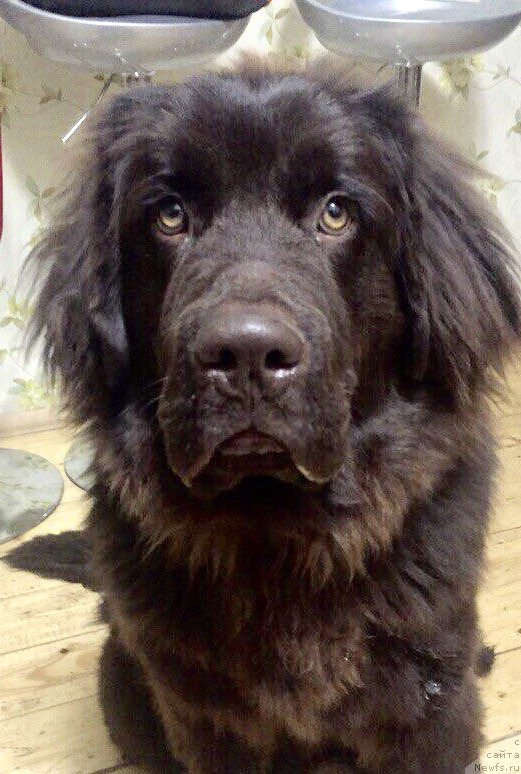 Фото: ньюфаундленд Браунблад МСК Донна Голди