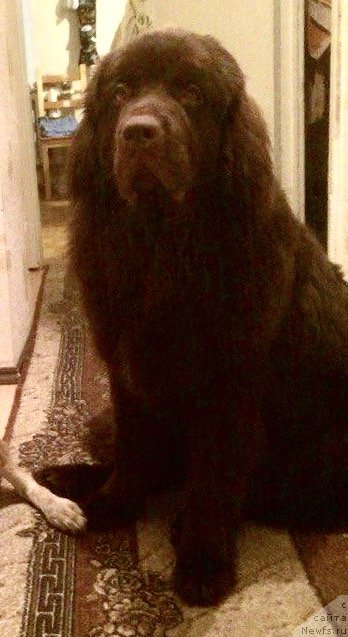 Фото: ньюфаундленд Браунблад МСК Джейн Венди