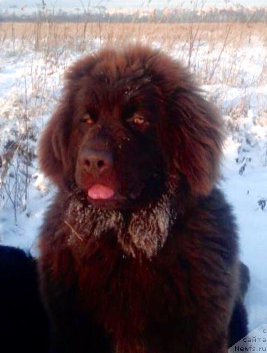 Фото: ньюфаундленд Браунблад МСК Дарлина Джой (Brownblood MSK Darlina Joy)