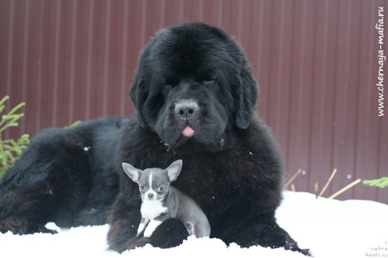 Фотография № 232967