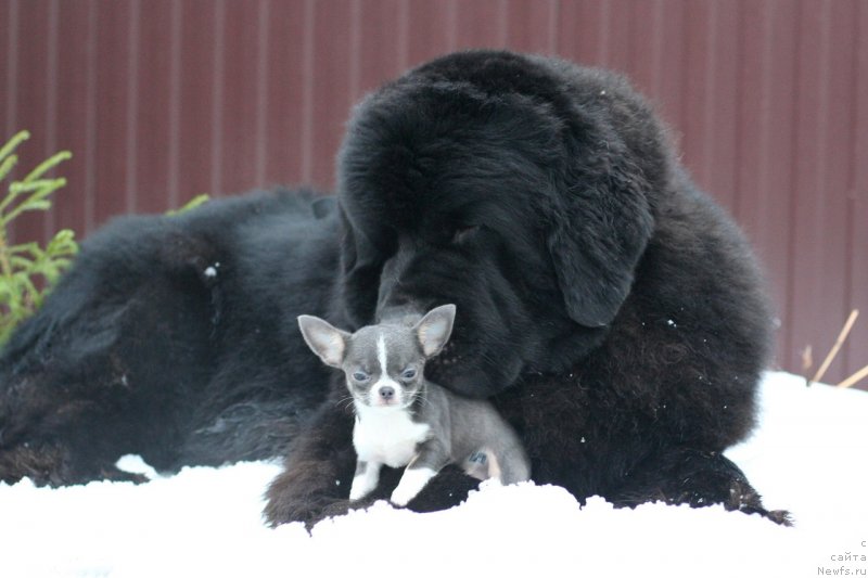 Фотография № 232968