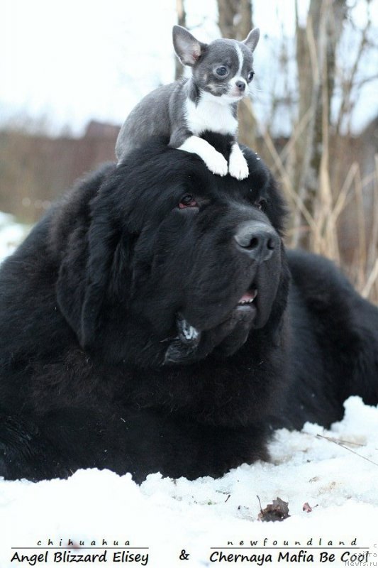 Фотография № 232969