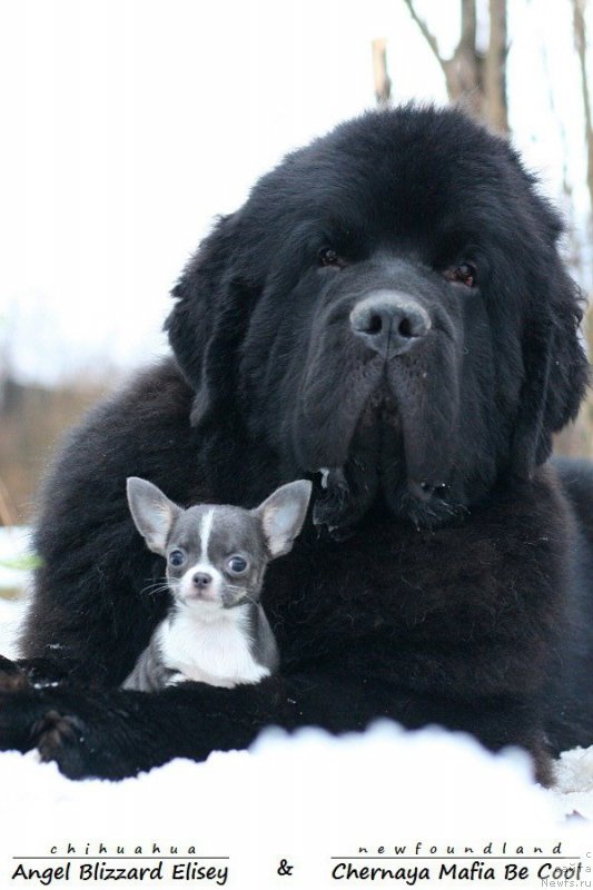 Фотография № 232970