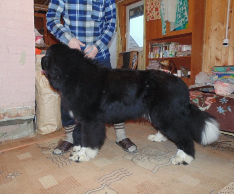 Фотография № 232977