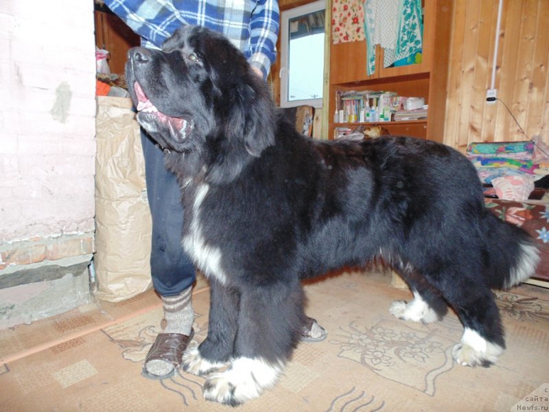 Фотография № 232979