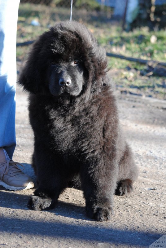 Фотография № 232985