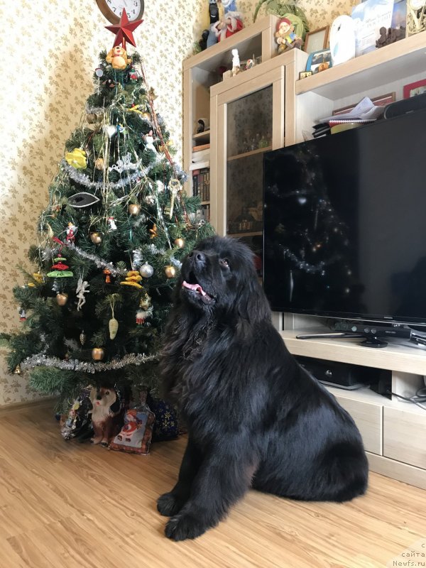 Фото: ньюфаундленд Жемчужина Кубани Зира (Zhemchuzhina Kubani Zira)