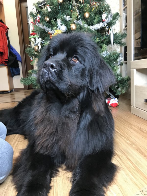 Фото: ньюфаундленд Жемчужина Кубани Зира (Zhemchuzhina Kubani Zira)