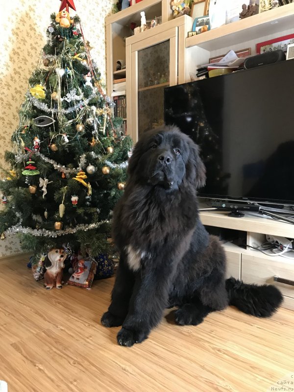 Фото: ньюфаундленд Акватория Келвин Навигатор (Aquatoriya Kelvin Navigator)