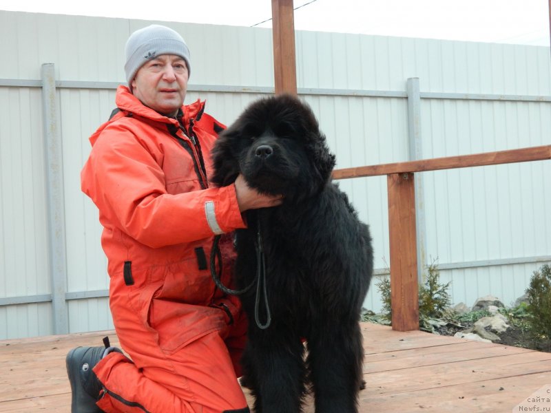 Фото: ньюфаундленд Стар Ин Зе Блэк Найт (Star In The Black Night)