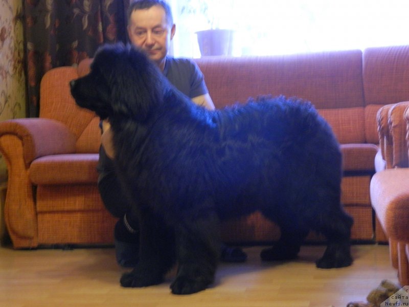 Фото: ньюфаундленд Стар Ин Зе Блэк Найт (Star In The Black Night)