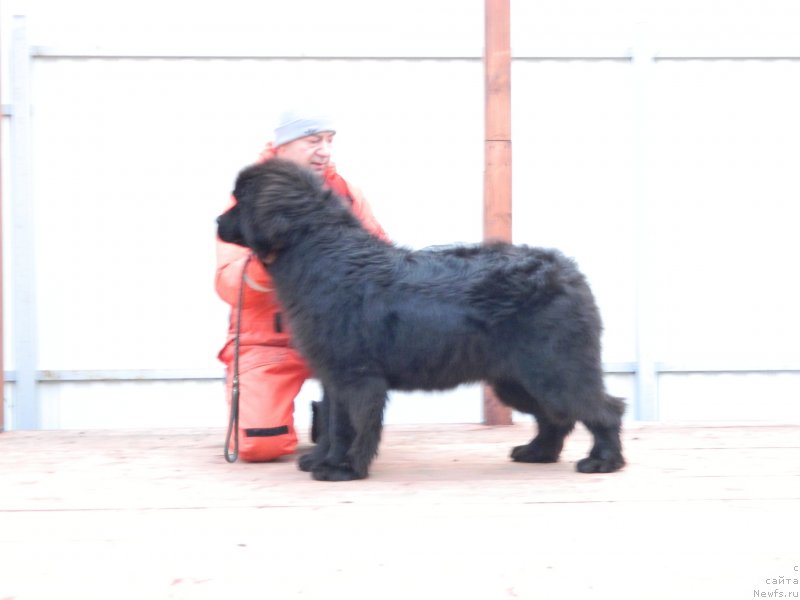 Фото: ньюфаундленд Стар Ин Зе Блэк Найт (Star In The Black Night)
