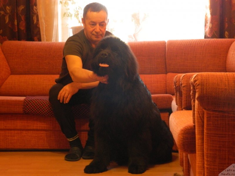 Фото: ньюфаундленд Стар Ин Зе Блэк Найт (Star In The Black Night)