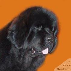 Фото: ньюфаундленд Евро Сюрпрайз от Сибирского Медведя (Euro Surprise ot Sibirskogo Medvedja)