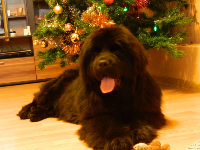 Фото: ньюфаундленд Стар Ин Зе Блэк Найт (Star In The Black Night)