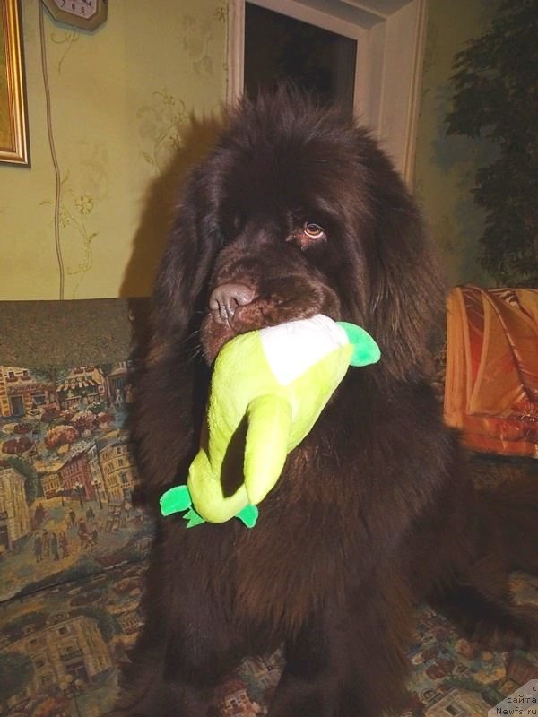 Фото: ньюфаундленд Ньюфорт Вивиан