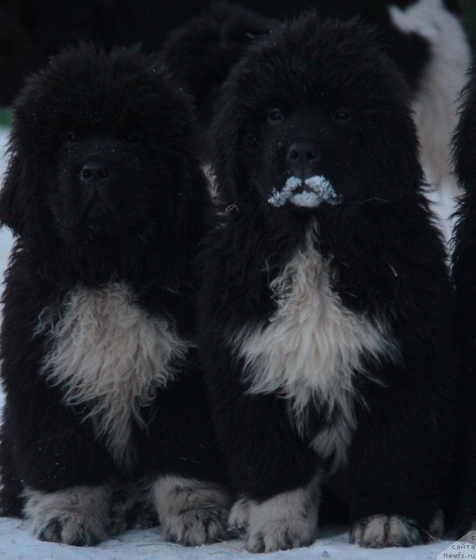 Фото: Фуфлы Аквиан Сонг