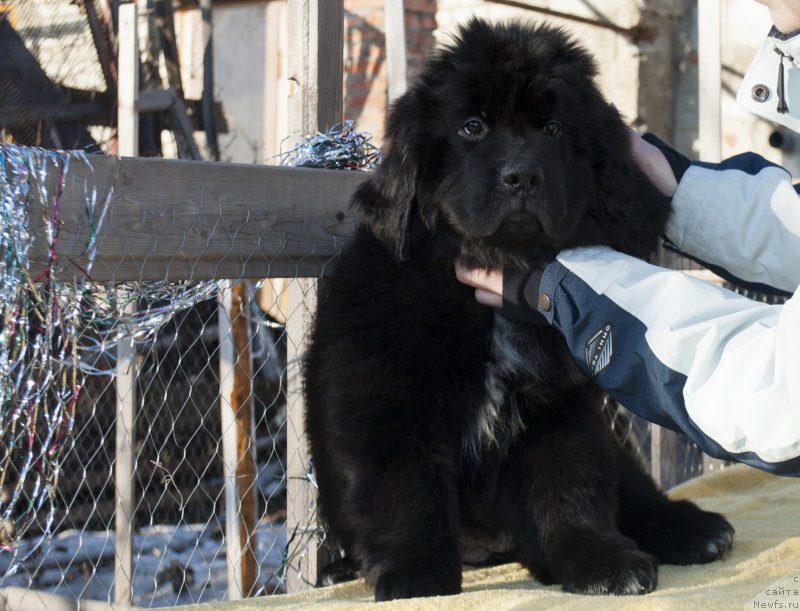 Фото: ньюфаундленд Черный Балу Мирослава (Cherniy Balu Miroslava)