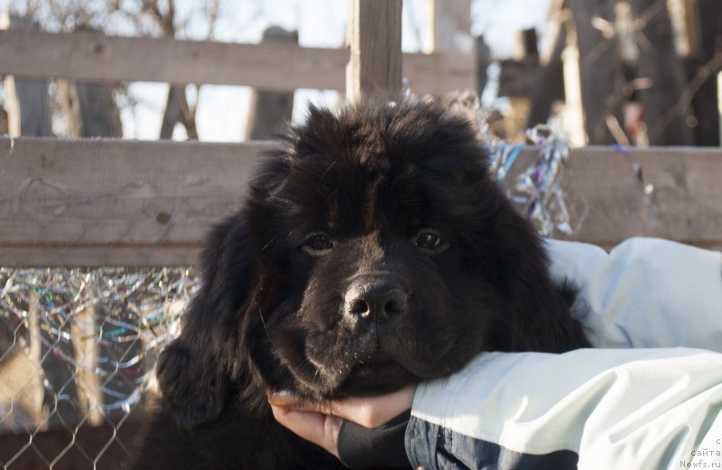 Фото: ньюфаундленд Черный Балу Мирослава (Cherniy Balu Miroslava)