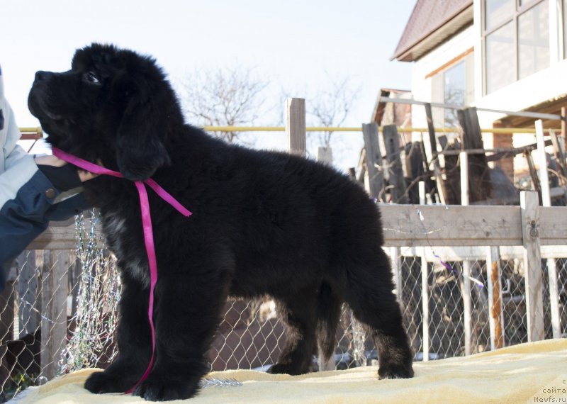 Фото: ньюфаундленд Черный Балу Мирослава (Cherniy Balu Miroslava)