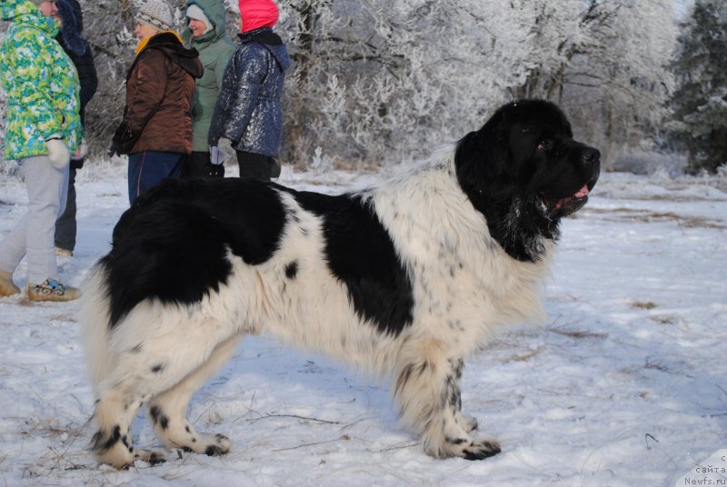 Фотография № 233022