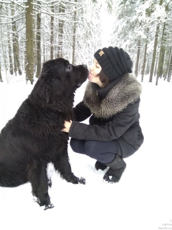 Фото: ньюфаундленд Революшен А Ля Рус из Антаграда, Валерия Донецкова